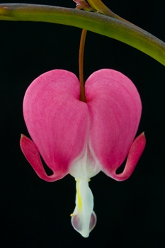 This dramatic and exquisite photo of a single bleeding heart, aka a lady in the bath, was taken by an unknown UK photographer. This photo would make the perfect subject for a botanical painting.